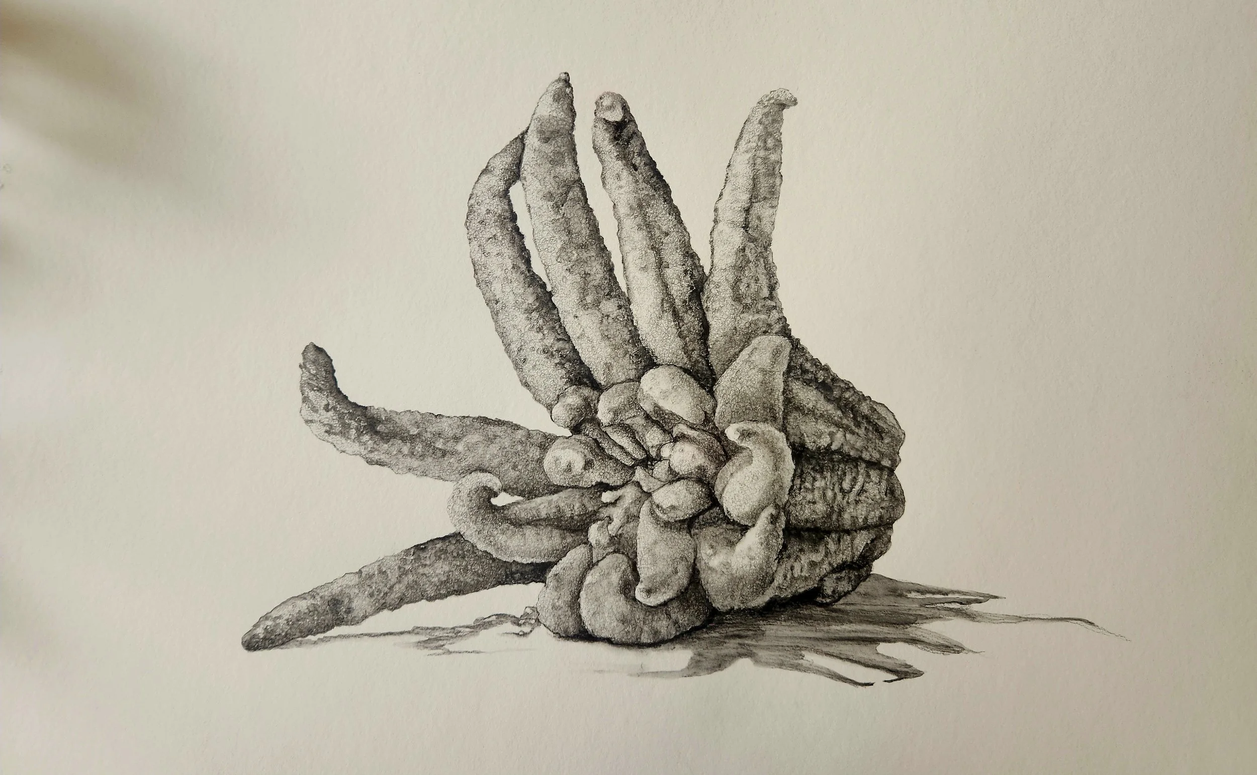 Buddha's hand graphite.jpg
