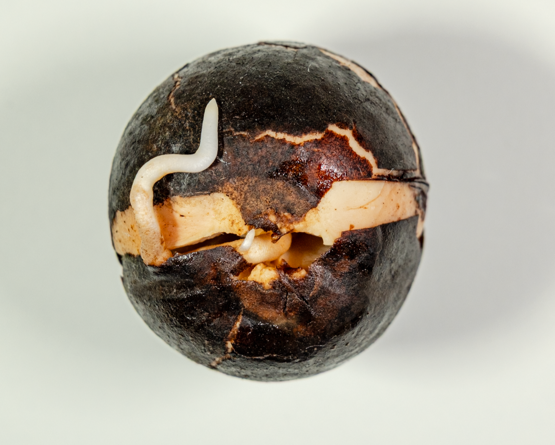   Experience   LabSynthe, UTDallas creative laboratory for synthetic and electronic poetry, member since 2025  Teaching Associate, Design 1, UTDallas Undergraduates, Fall 2025 and Spring 2026  Teachers Assistant, Time Based Media, UTDallas Undergradu