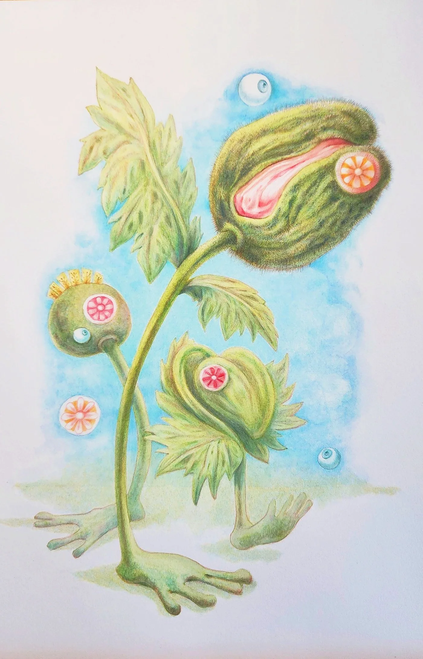 Poppy+2_lrc1400.jpg