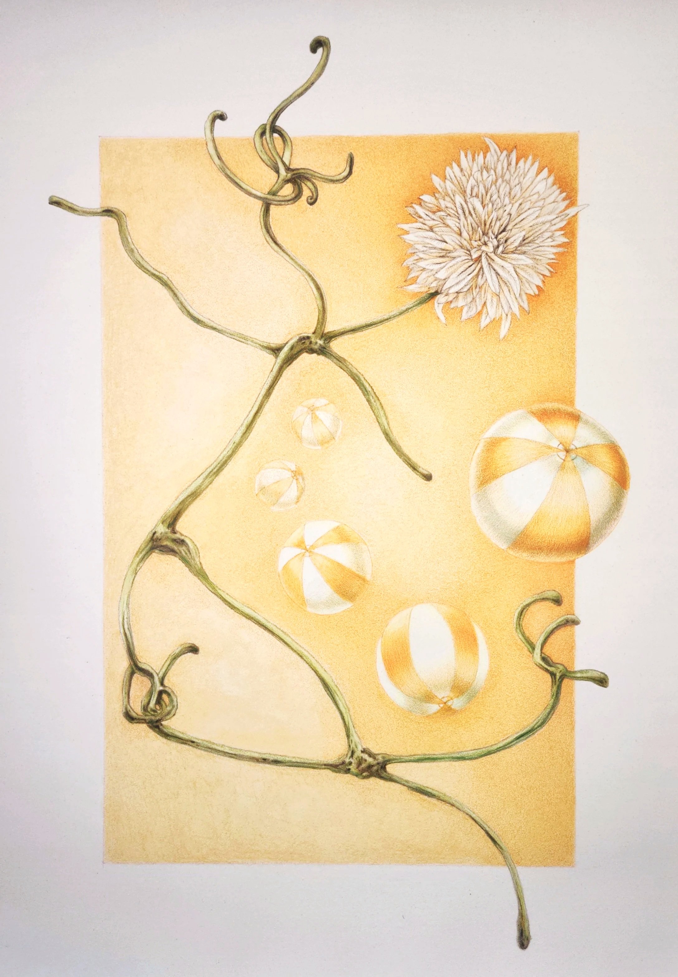 19.5” x 25.5” Canson Mi-Tienes Velvet paper. Caran d’Ache Aquarelles.