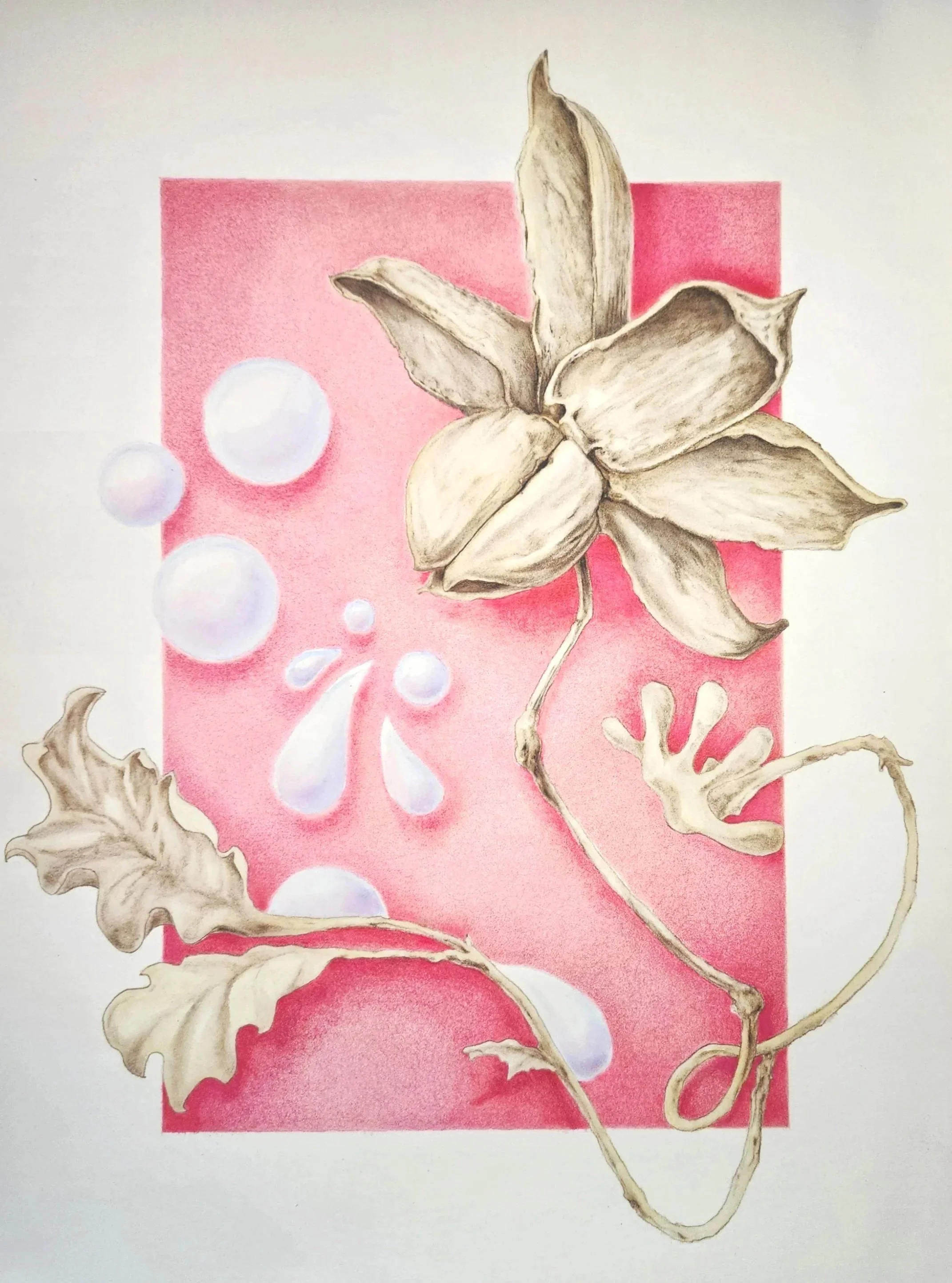 19.5” x 25.5” Canson Mi-Tienes Velvet paper. Caran d’Ache Aquarelles.