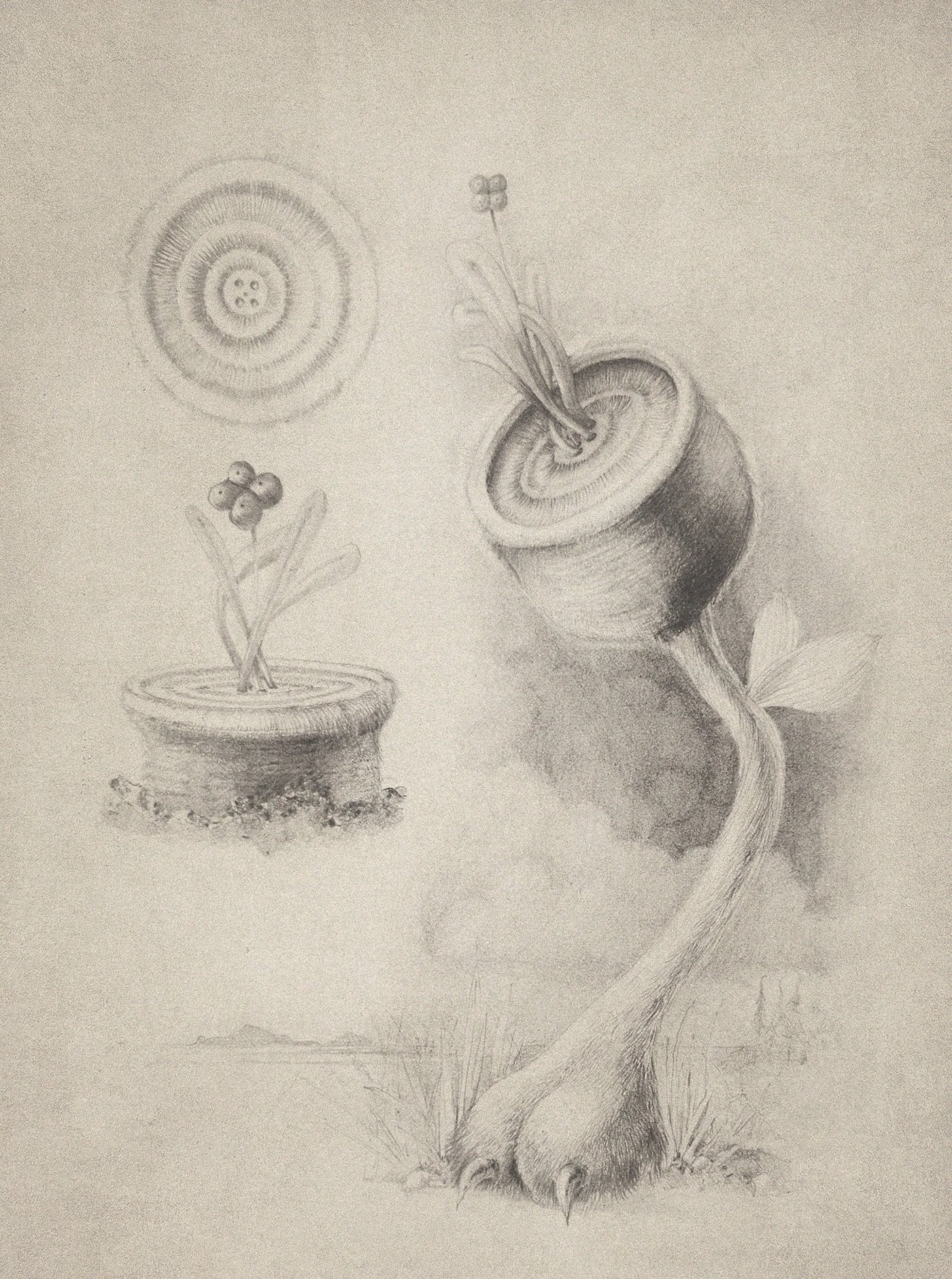 Carnivorous+Acorn.jpg