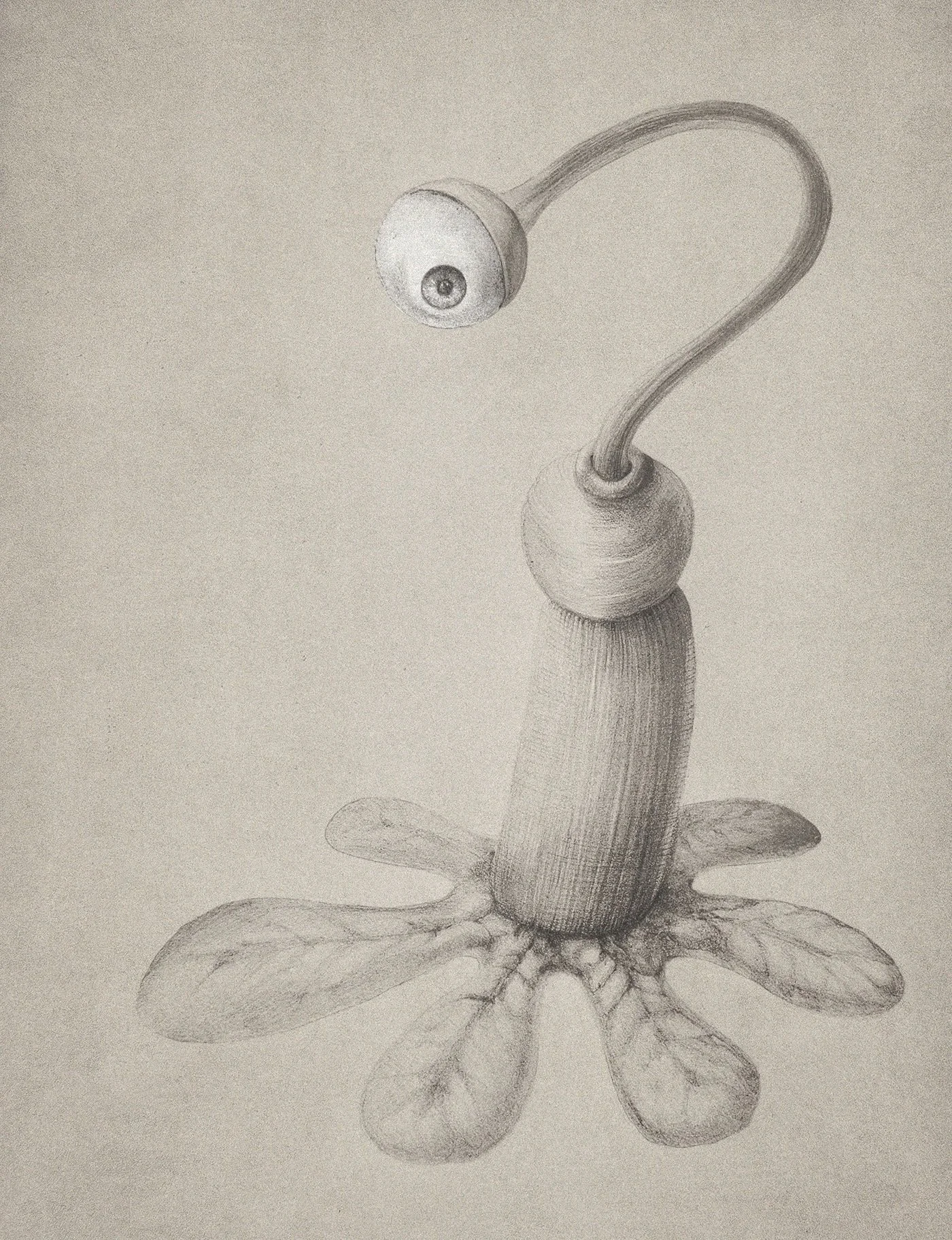 Inverted+flower_white+eye.jpg