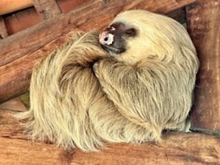 Sometimes sloths seek shelter under rooftops. It is important to keep at least ten feet away from them. If you take a photo, use the zoom on your camera for that cute closeup. #sloths #sloth #slothsofinstagram #slothlove #slothlover #slothsquad #cons