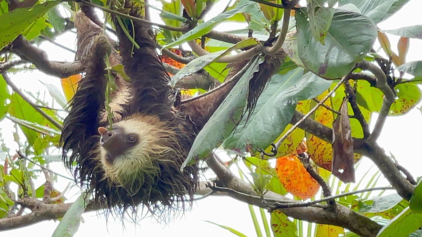 What do you do after 36 hours of non-stop rain ends? EAT! EAT! EAT! During rainstorms, sloths will curl up in a tree and &ldquo;weather&rdquo; the storm. In fact, a sloth's fur grows in a direction to allow rain to fall off easily while hanging in th
