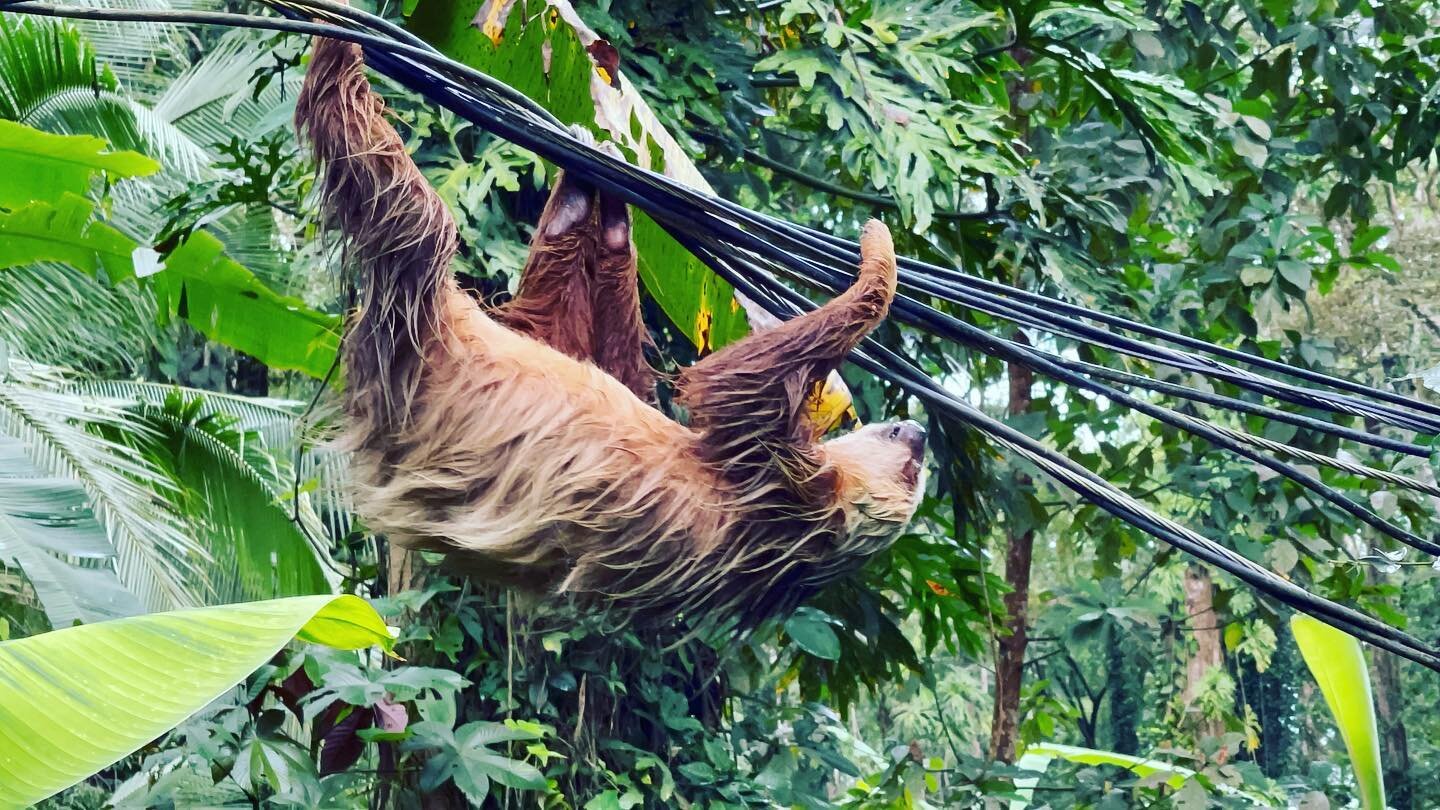 One of the biggest dangers to wildlife, including sloths, are power lines. Luckily, these lines are insulated. But most are not. And most animals do not survive electrocution from power lines. To learn more, visit: https://slothconservation.org/what-