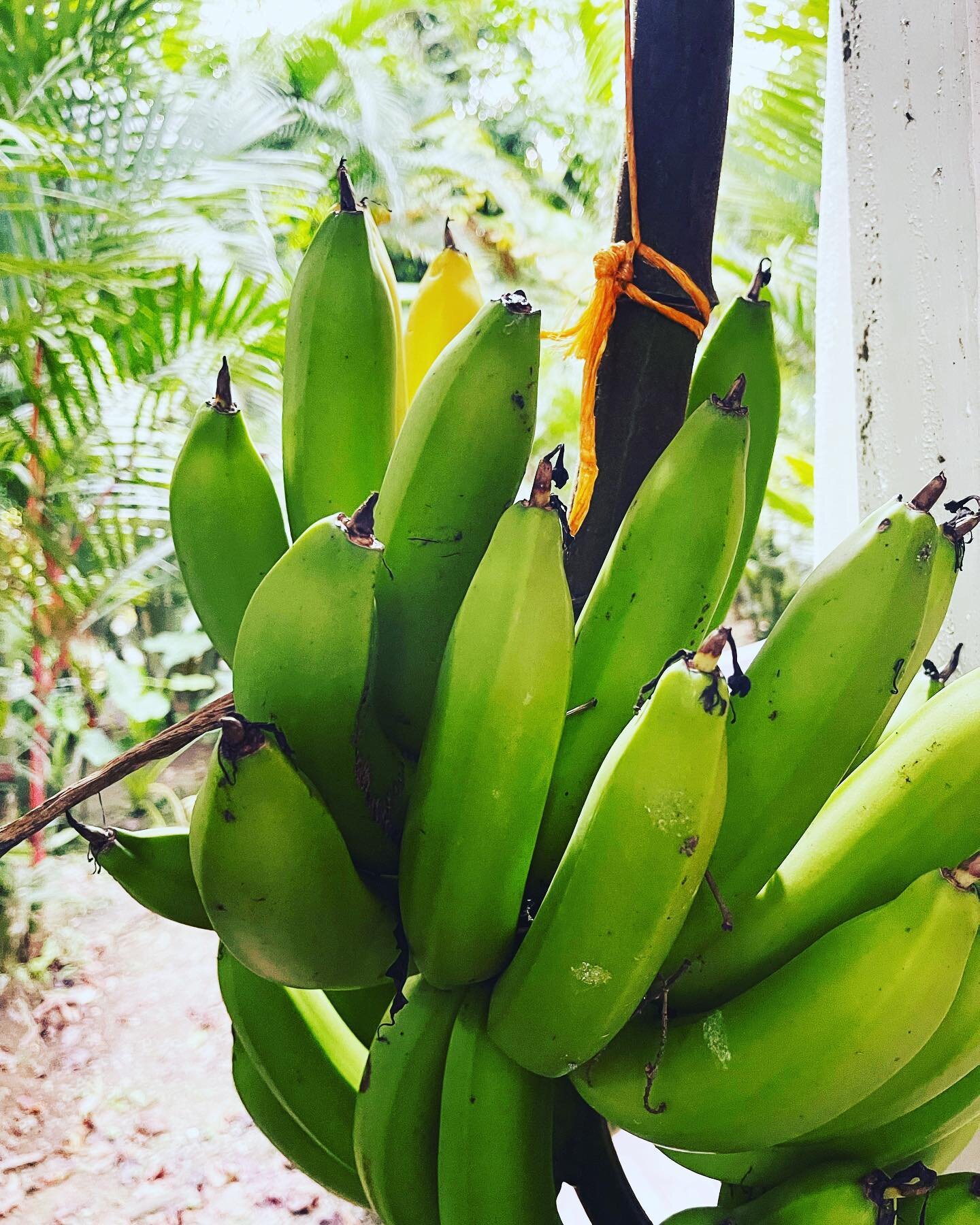 Where do your bananas come from? If you are lucky to live in Costa Rica, they may come from your garden. If you live here in the U.S., it is likely they come from very far away. Check the code on the sticker by going to the producer&rsquo;s website. 