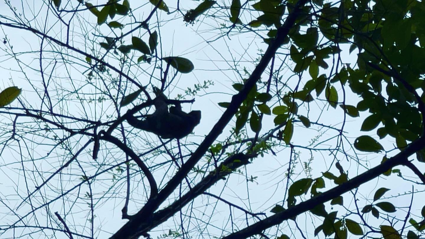 When trees are cut to make way for roads and houses, the animals lose their pathway through the forest. Tree connection is vital for the survival of sloths. #sloth #sloths #slothconservation #slothsofinstagram #conservation #rainforest #rainforestcon