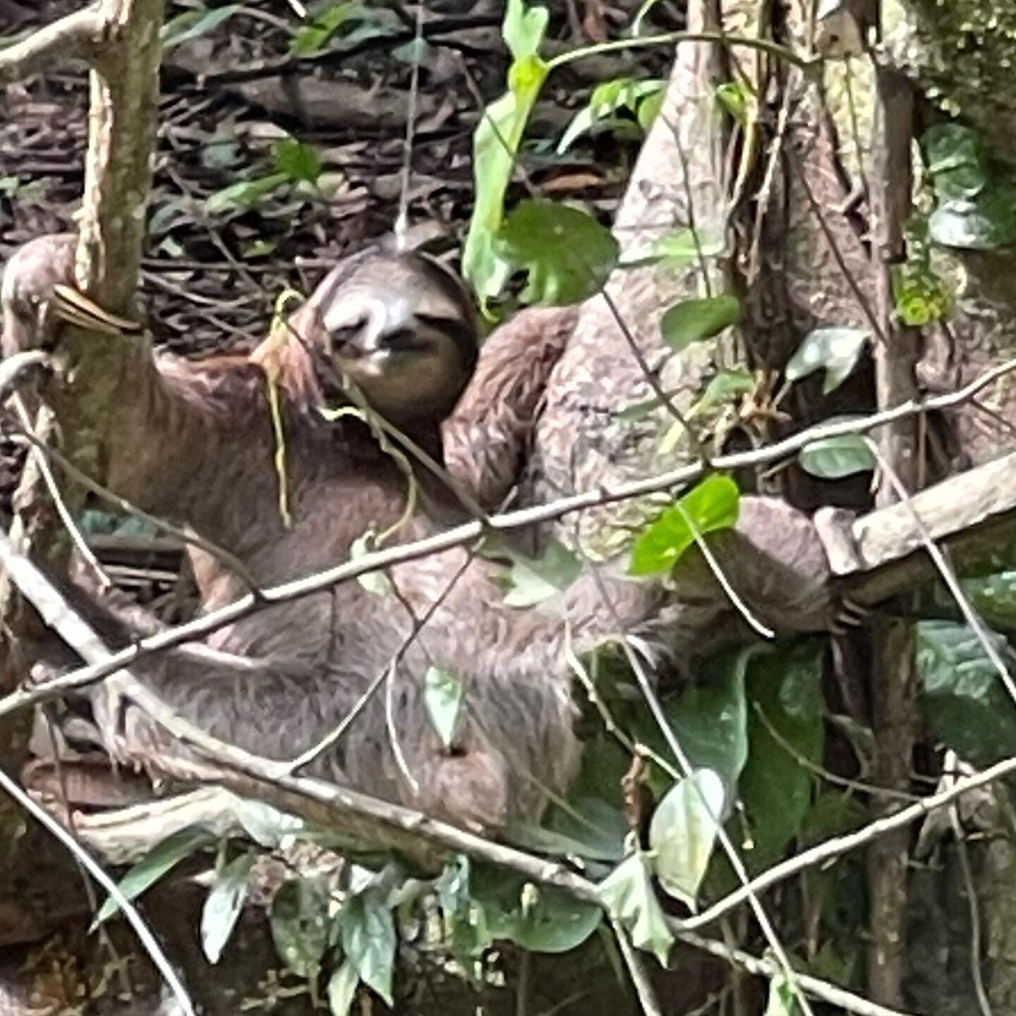 This three fingered sloth had just crossed the road and made it safely to this tree. Luckily, everyone on the road stopped their cars to let him pass. Remember to always maintain a distance of at least 10 feet from wildlife. That&rsquo;s what the zoo