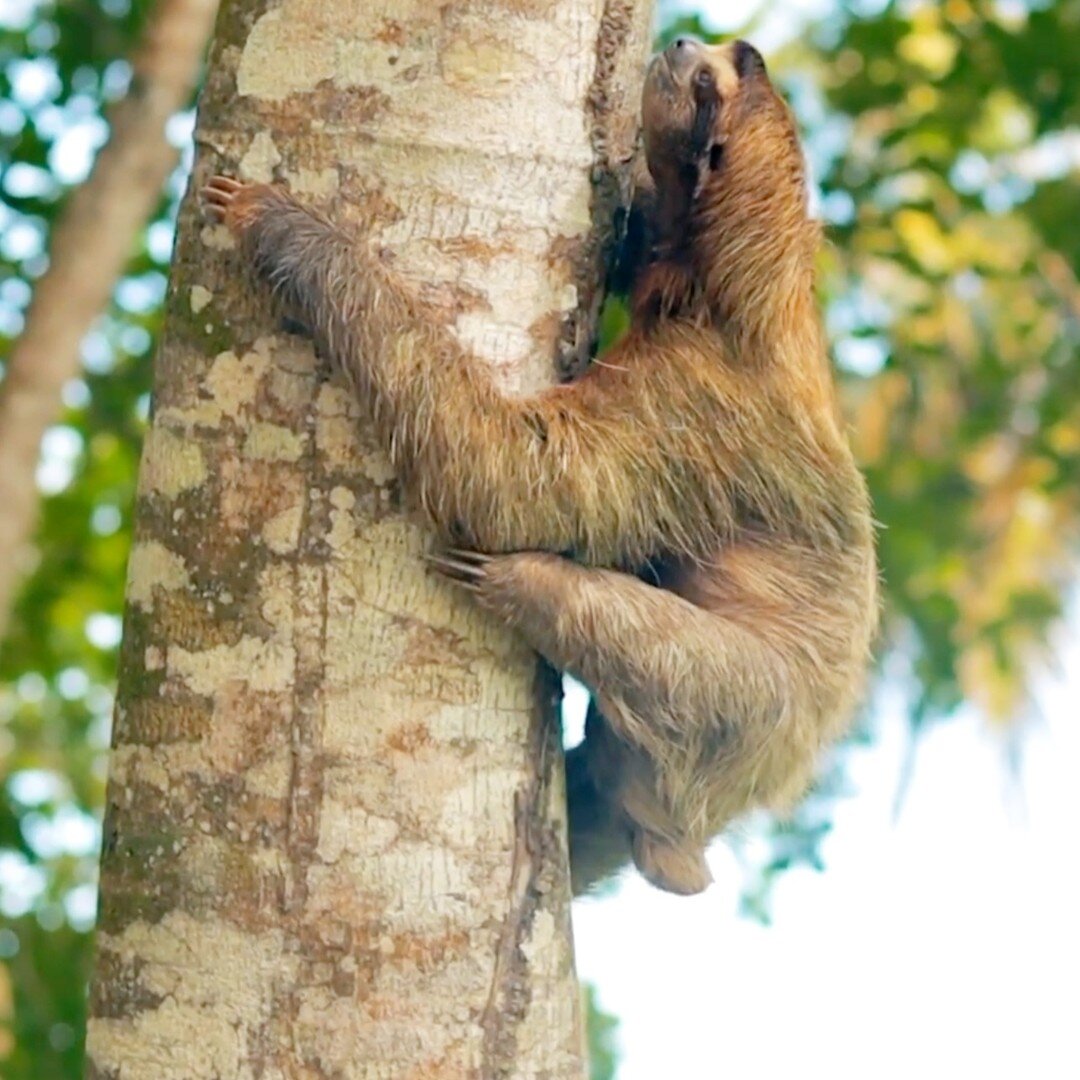 &quot;Sloths are mysterious and unusual animals that scientists still know very little about. They have many adaptations that make them unique among mammals; they have a very efficient metabolism that is excellent at conserving energy, they are maste