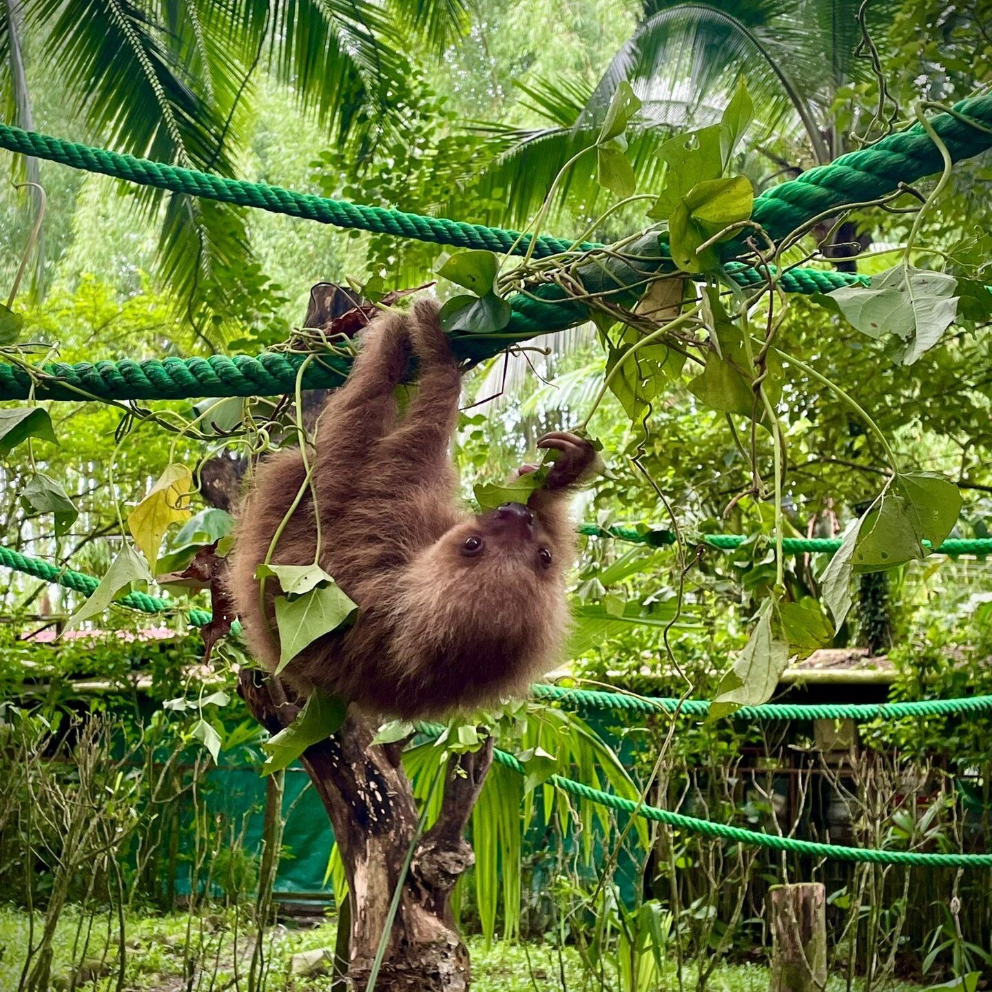 Look how cute this baby two fingered sloth is! This one is at Jaguar Rescue Center, located in the South Caribbean of Costa Rica. Why do you think this cutie is at JRC?

Did you know that rescue centers are receiving 2-3 sloths PER DAY in the South C