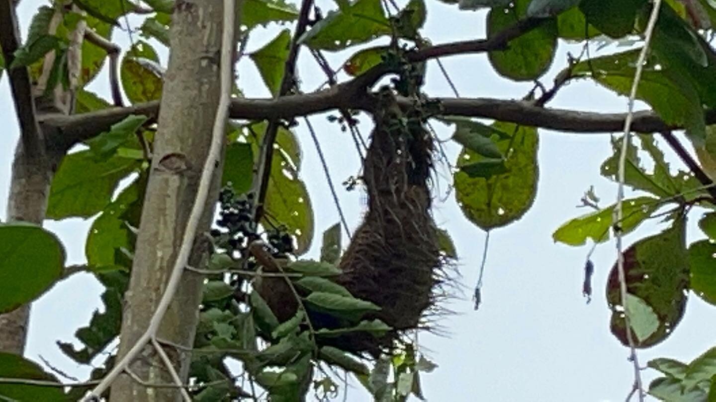 Did you know&hellip;
Sloths spend most of their lives hanging from tree branches. Their internal organs are fixed in place, so they do not trouble have breathing upside down. 

#sloths #sloth #slothstories #rainforest #rainforestanimals #conservation