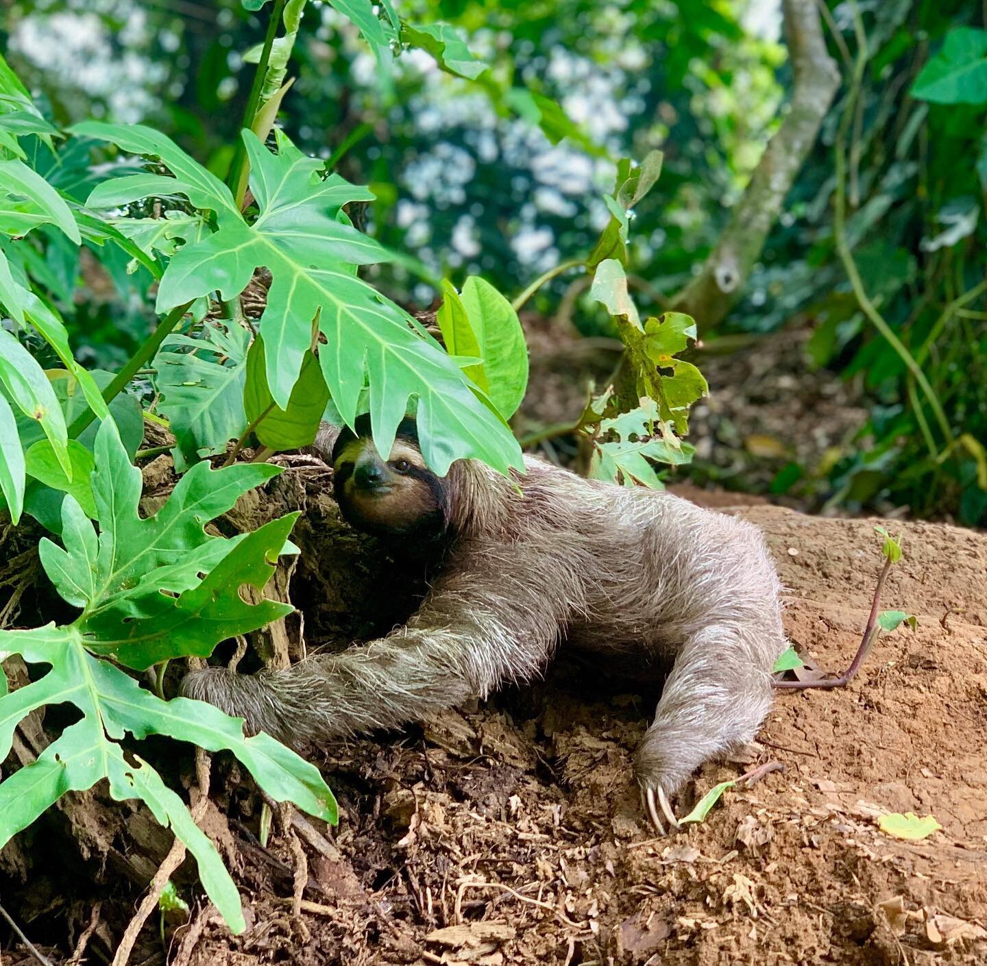 Beautiful photo taken by a friend who has made a few awesome trips to Costa Rica. She spotted this three fingered sloth in Punta Uva. Sloths spend most of their time in the trees. Do you know why they might be on the ground? Post your guesses in the 