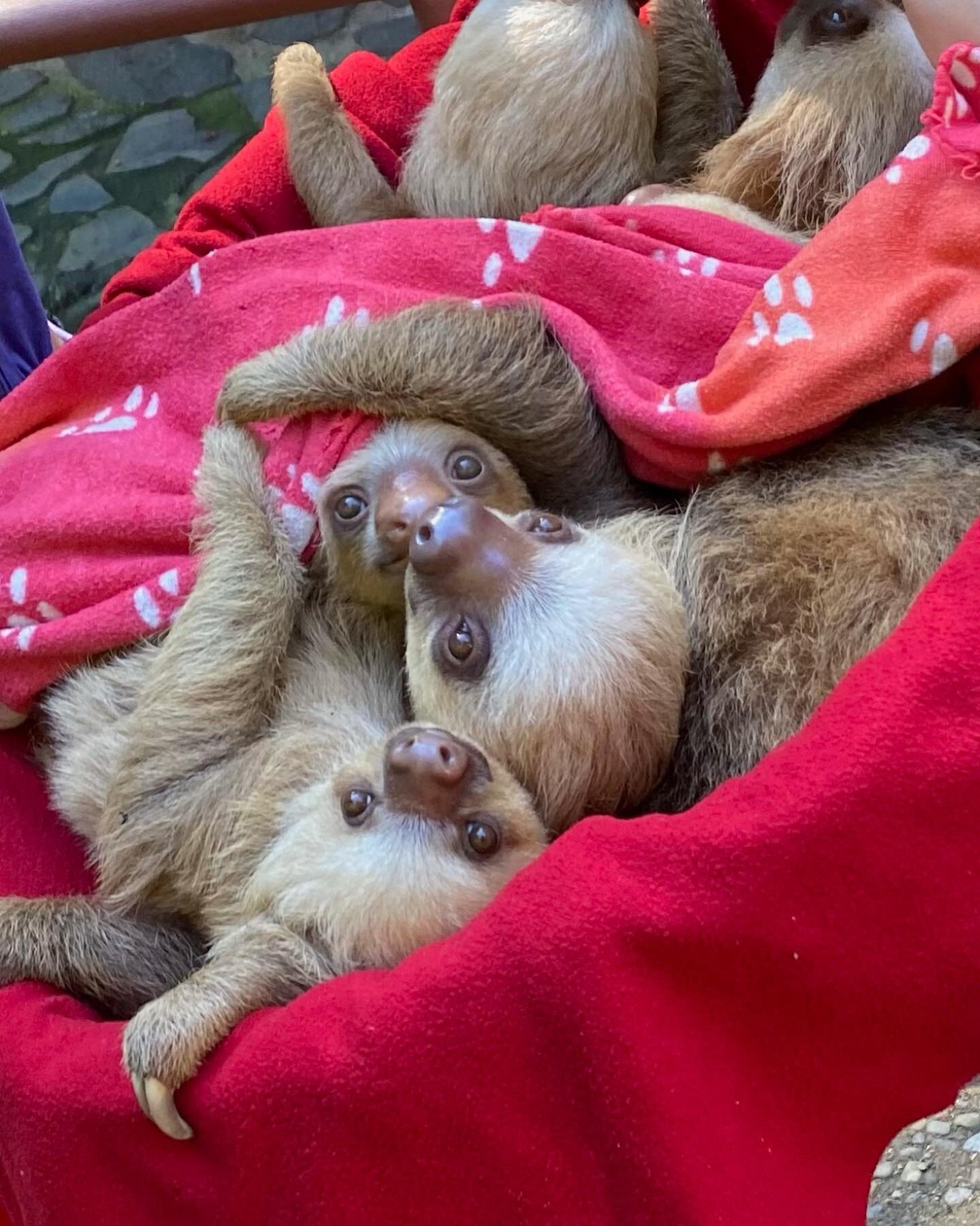 Happy Sunday! These sweet sloths were rescued and cared for at @jaguarrescuecentercr ❤️🌞❤️🌞 JRC does incredible work in the South Caribbean for sloths, monkeys, reptiles, birds and more! You can visit them if you travel to this beautiful area. They