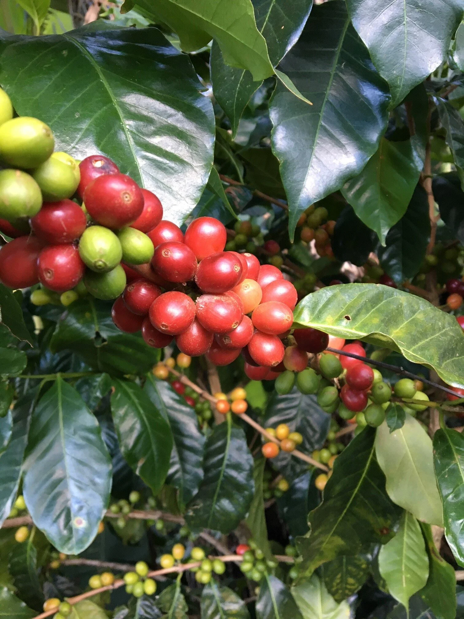 Cherry 4.jpg