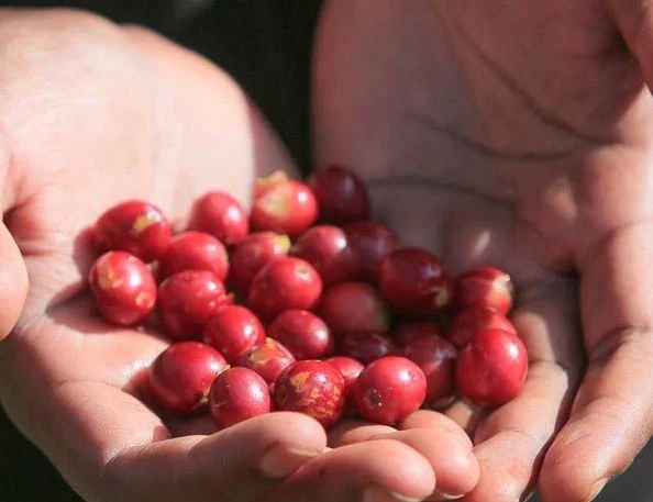 Ethiopia Benti Nenka 2.JPG