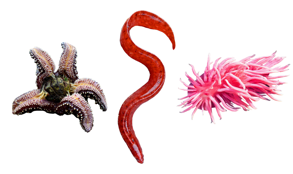 ochre star, pen point gunnel, Hopkin's rose nudibranch