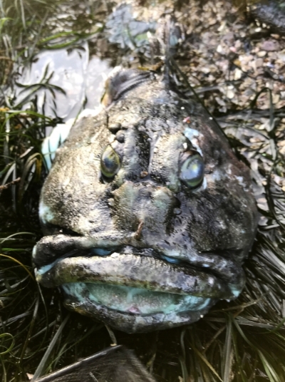 The partially consumed head of a Cabezon!