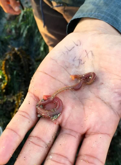 Behold! a (somehwhat) blood thirsty polychaete worm.