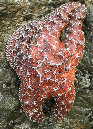 One of many Ochre Stars found on the trek.