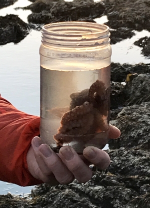 Always a tide pooling highlight- this Pacific Red Octopus made a last minute appearance.