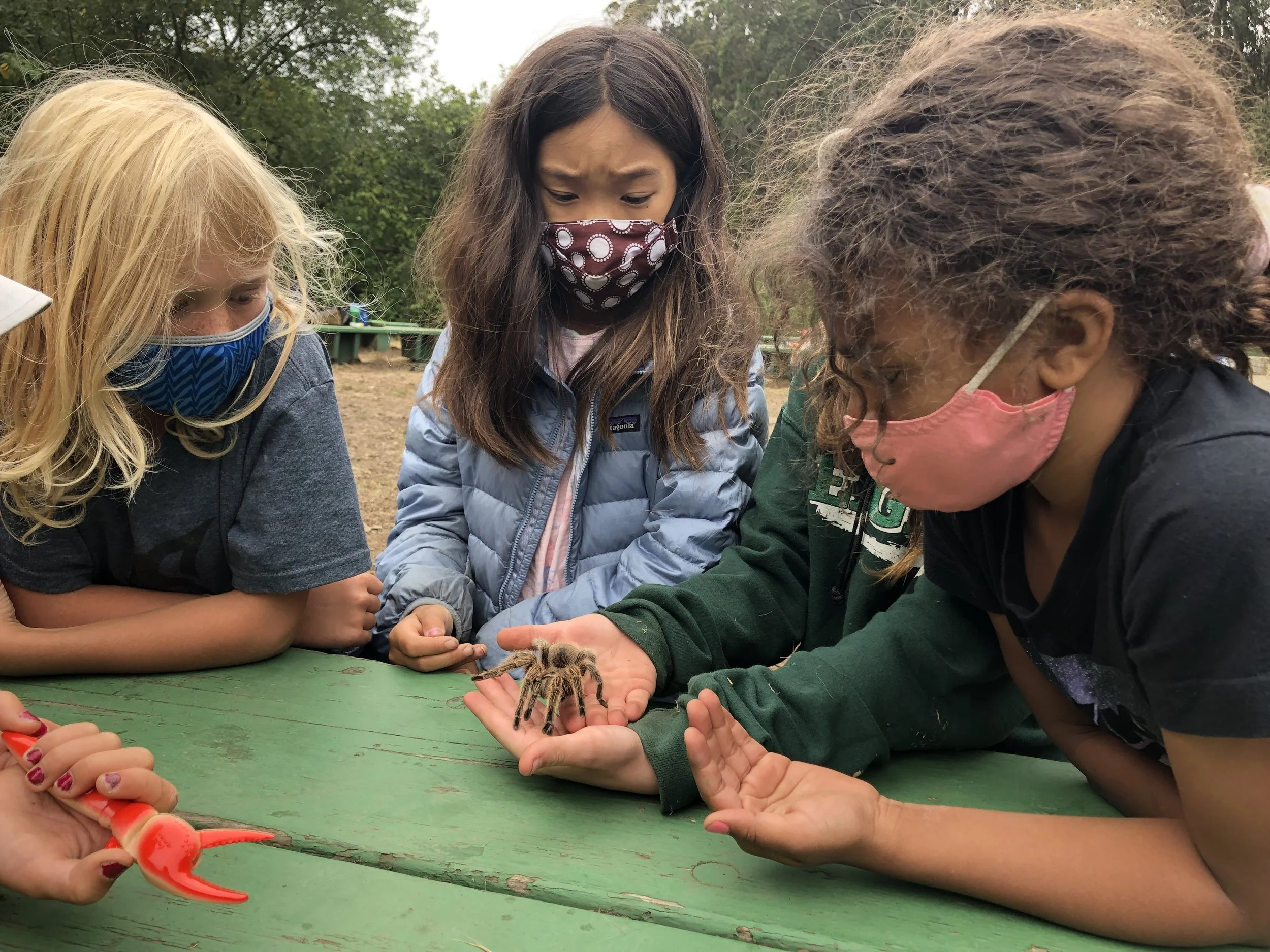 Summer Camps — Tree Frog Treks