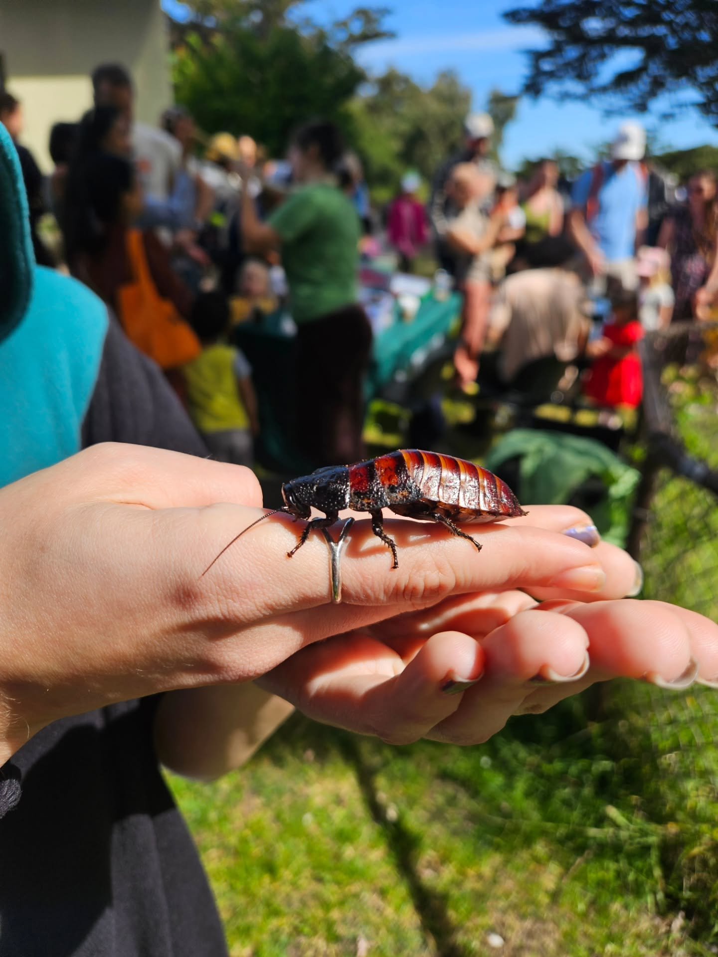 Always an arthropod-tastic time at the Randall Museum's Bug Day!

Millie the Millipede, our fabulous troupe of Madagascar Hissing Cockroaches, and Moldy the Bearded Dragon showed off the spirit of Tree Frog Treks - Getting Out and Getting Dirty!

Sum