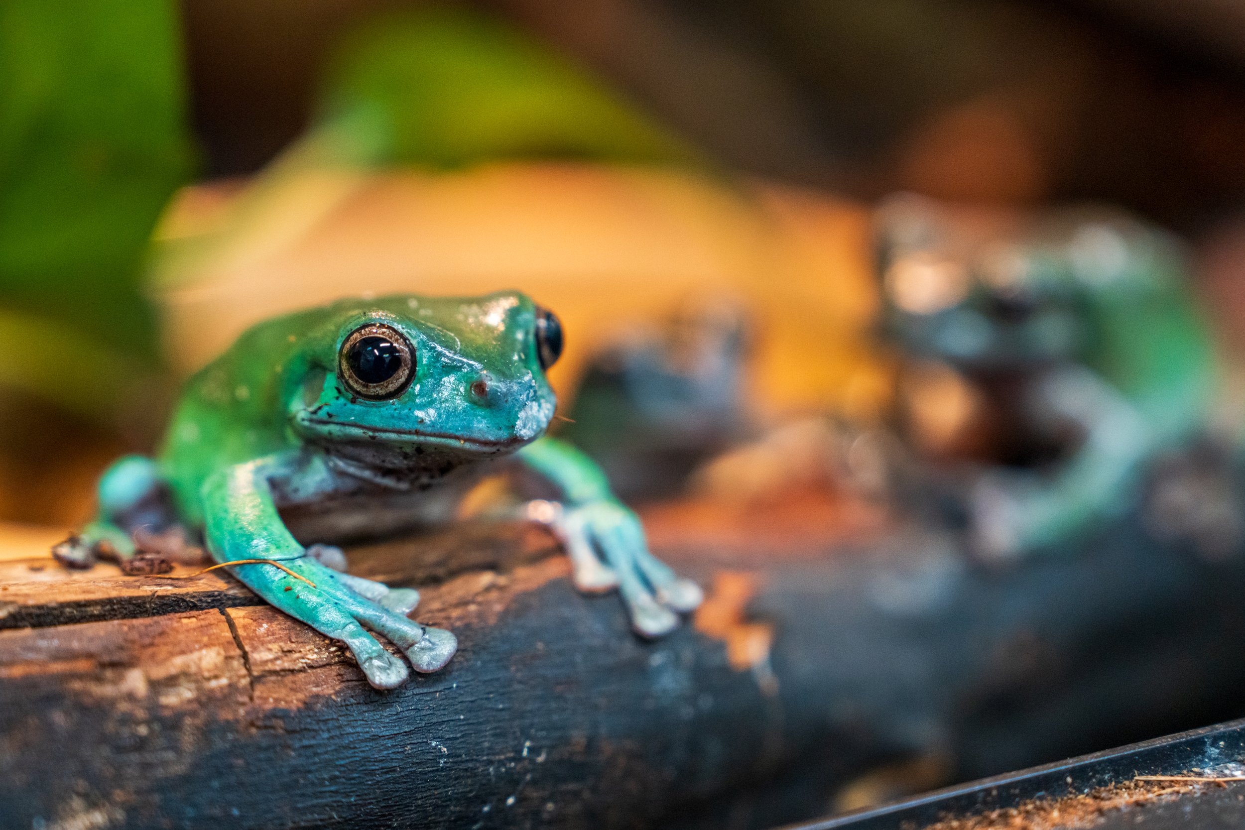 TreeFrogTreks_DSC02267_GayleLaird.jpg