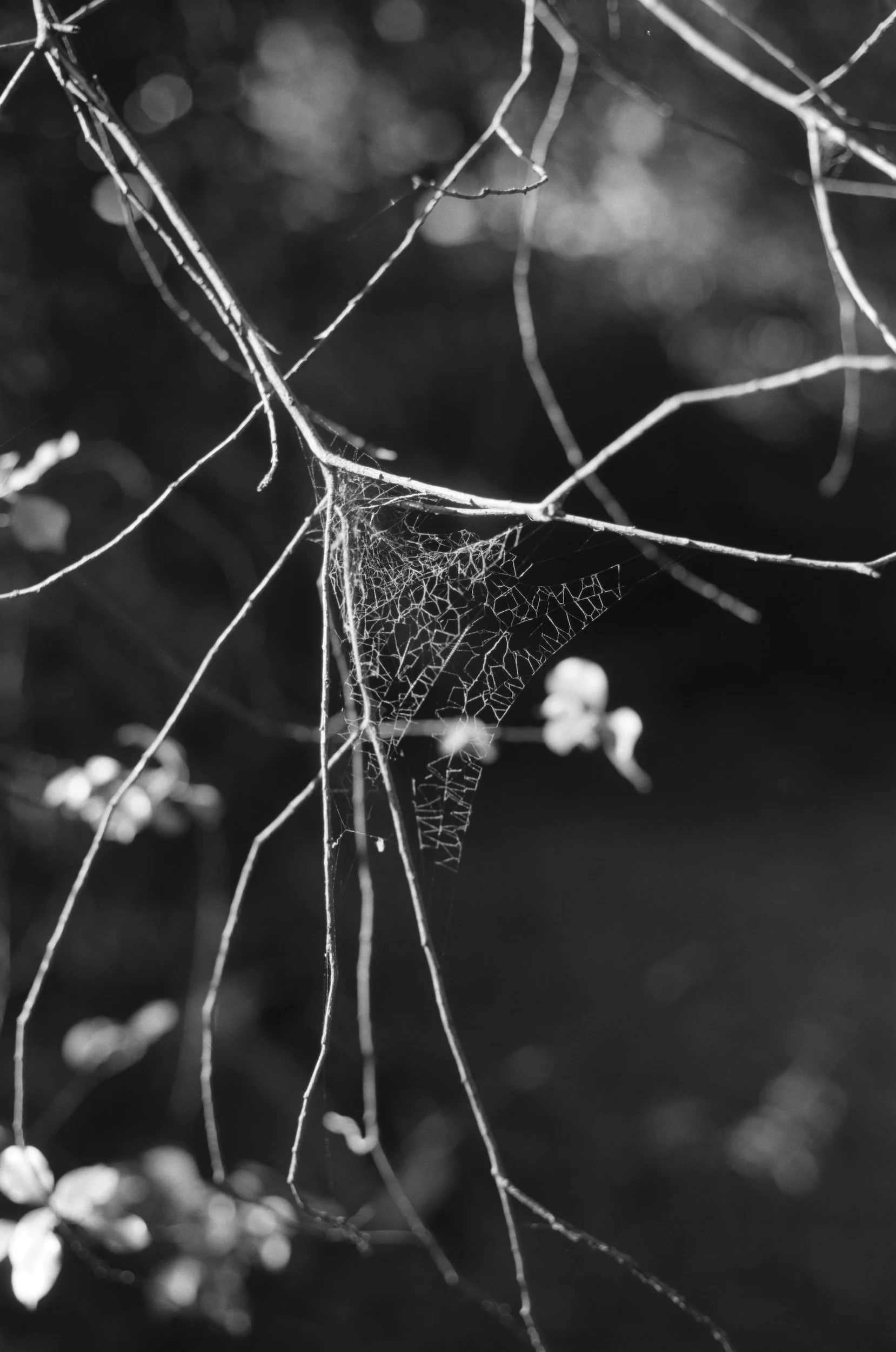 ncurato_web_2025.JPG