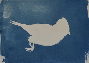 Mary Beth Heffernan Bird (Profile) , 2011 5 x 7 inch cyanotype photogram Study for the series Blue Printed by the artist