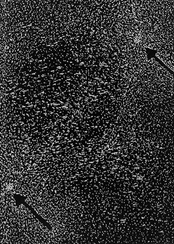 Karley Sullivan Anthe, 2014 5x7 inch Scratchboard, Unique