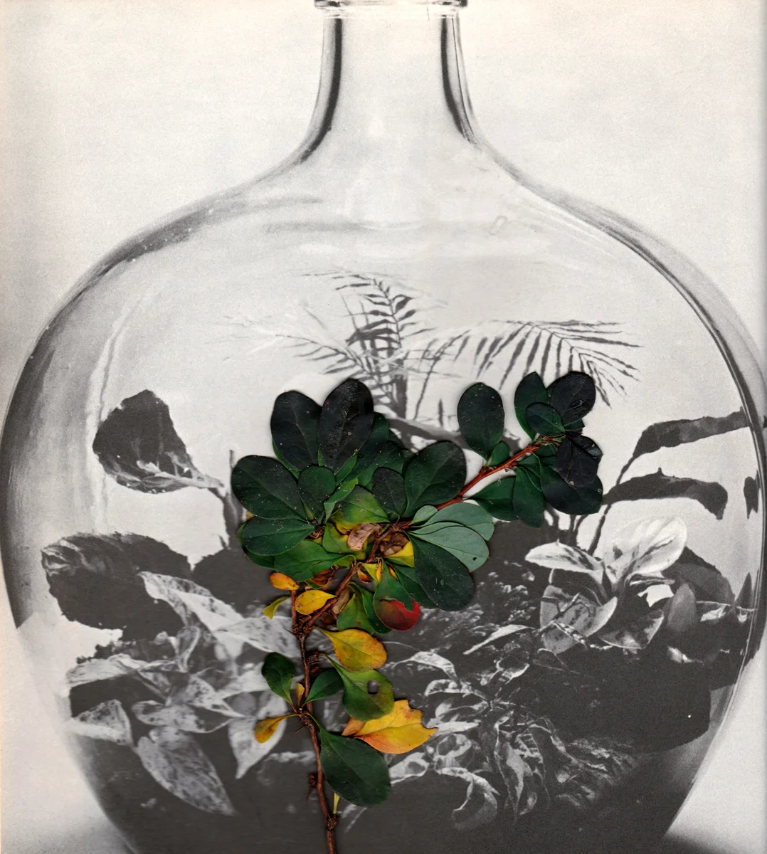 Michelle Leftheris Phoebe , 2015 17 x 26 inch Archival Pigment Print From a limited edition of 20 $2,000