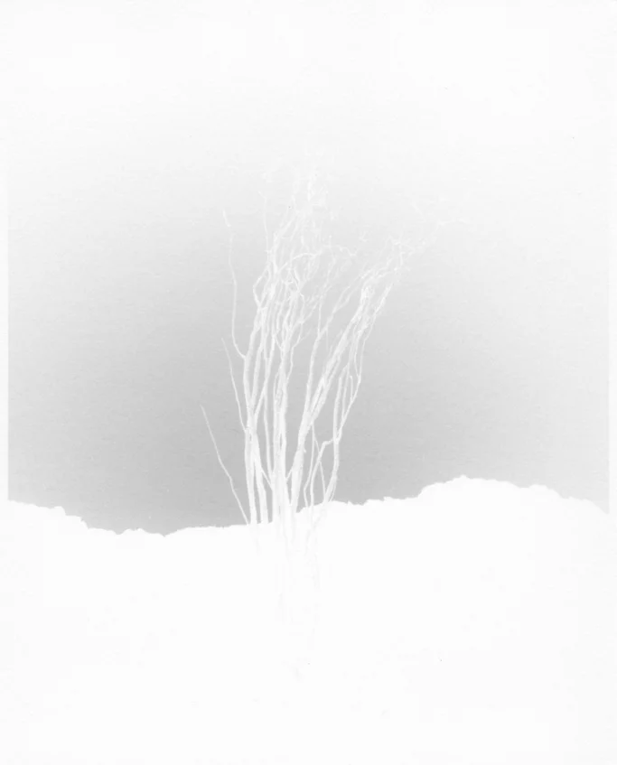 scott b davis ocotillo, ocotillo (no. 8), 2015 8"x10" unique platinum paper negative signed in pencil on print verso