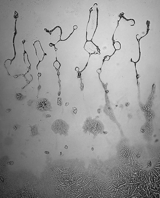 Rose Lynn Fisher Overwhelm , 2013 - 2015 From the series, The Topography of Tears Archival pigment print Image: 6 x 4.8 inches / Sheet: 8.5 x 7 inches