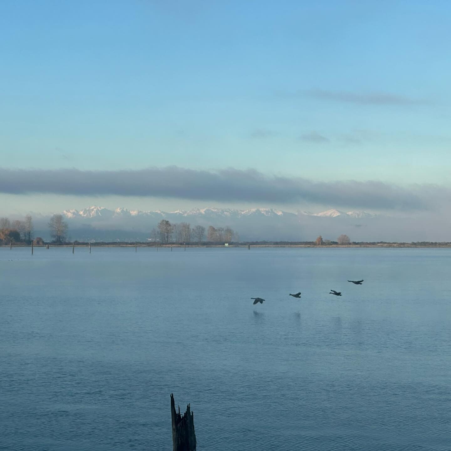 I&rsquo;ve been taking what feels like a break after my last big run. Has been nice to relax a little. Went for an easy run this morning, into thick cold fog that later opened up as I ran past the water. I thanked the birds for cooperating.