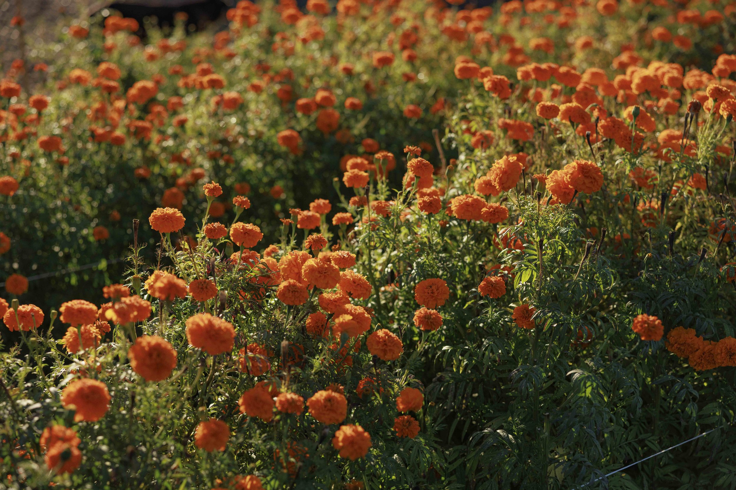 _CM_0795.jpg