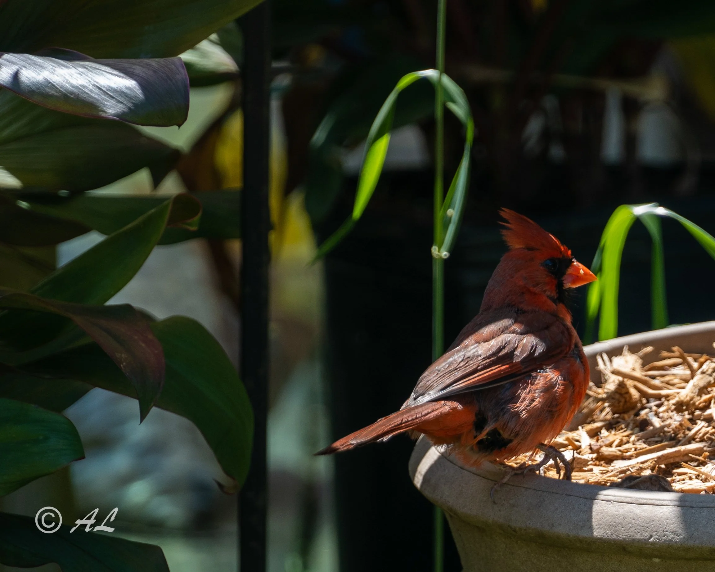 DSC00106.JPG