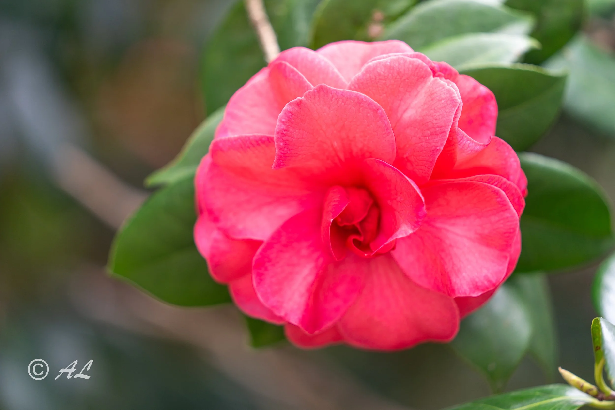 DSC07272-HDR.JPG