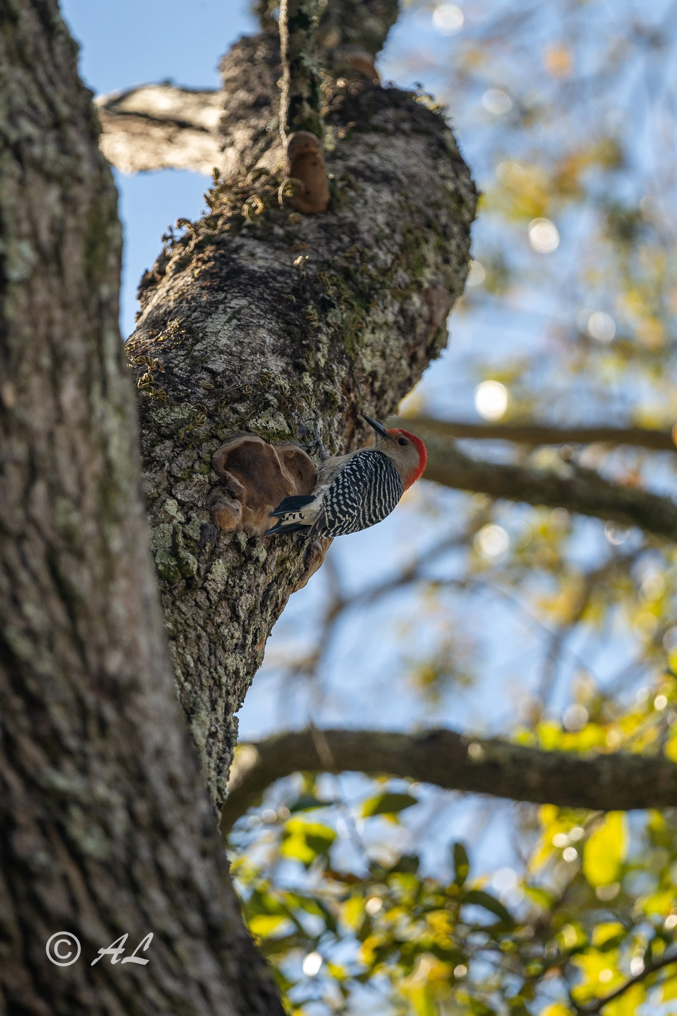 DSC08254-HDR.JPG