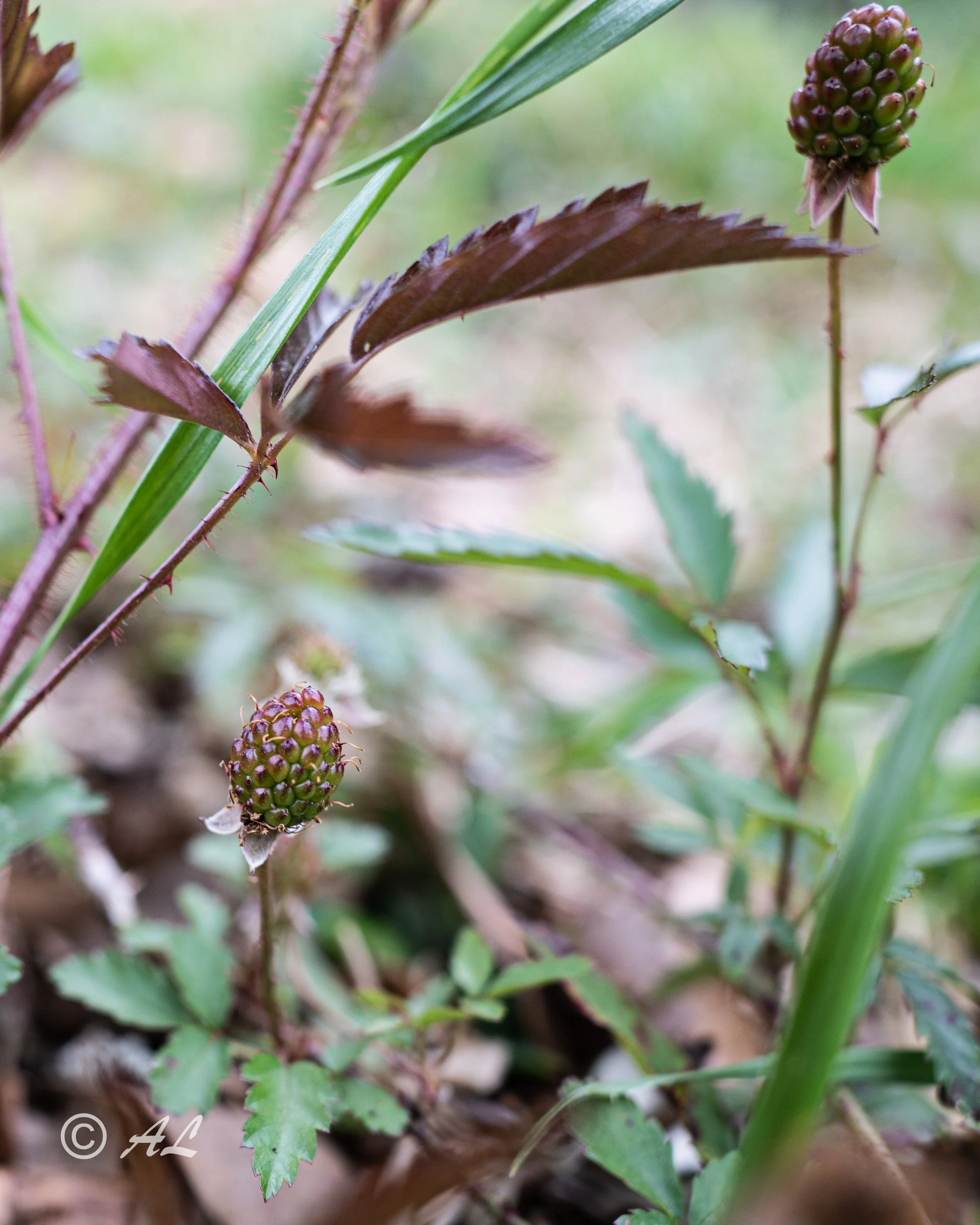 DSC08914.JPG