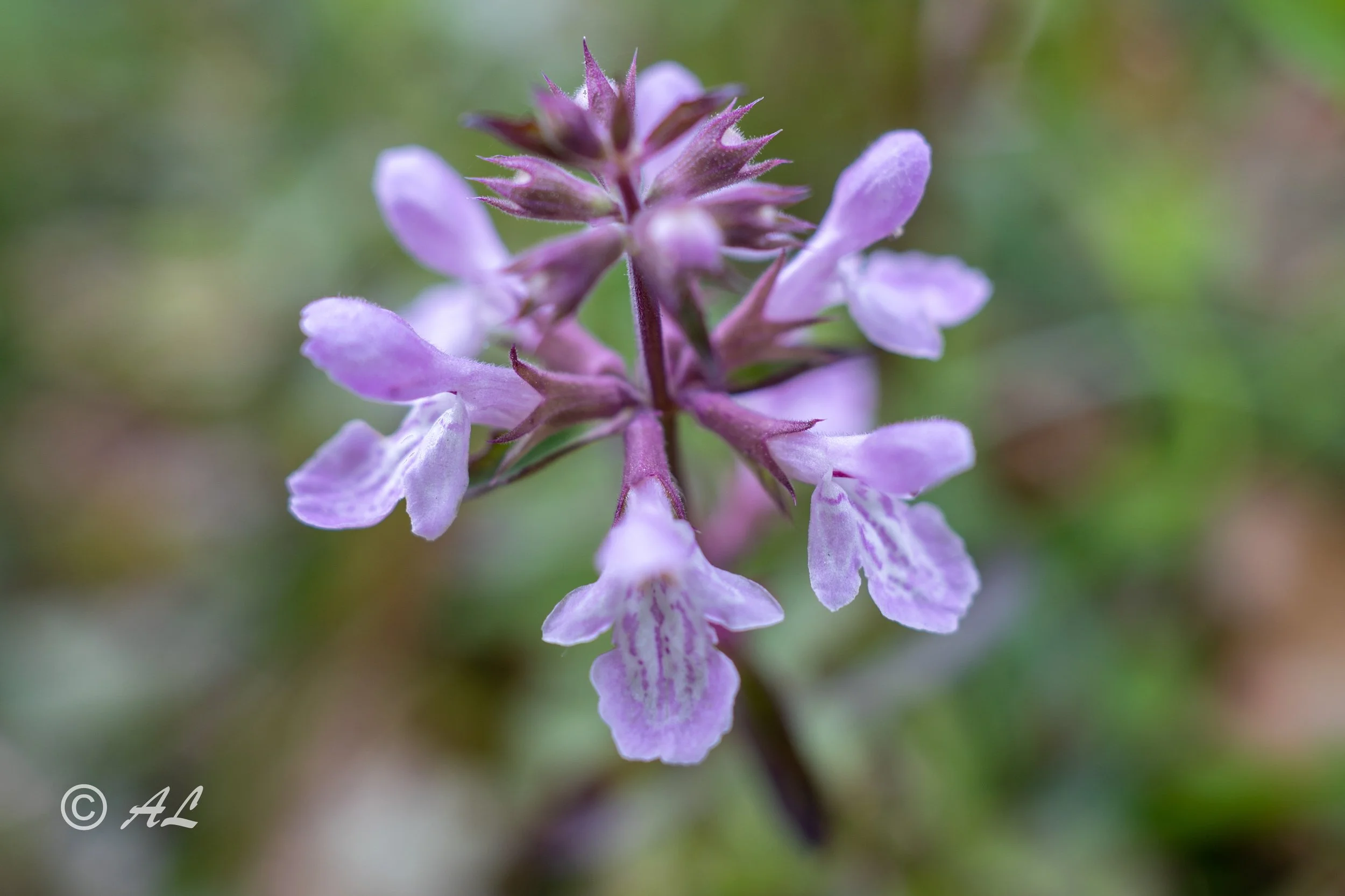DSC09071-HDR.JPG