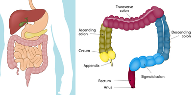 colon-pic.png