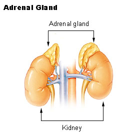 Adrenal glands and the kidneys. (Public Domain)