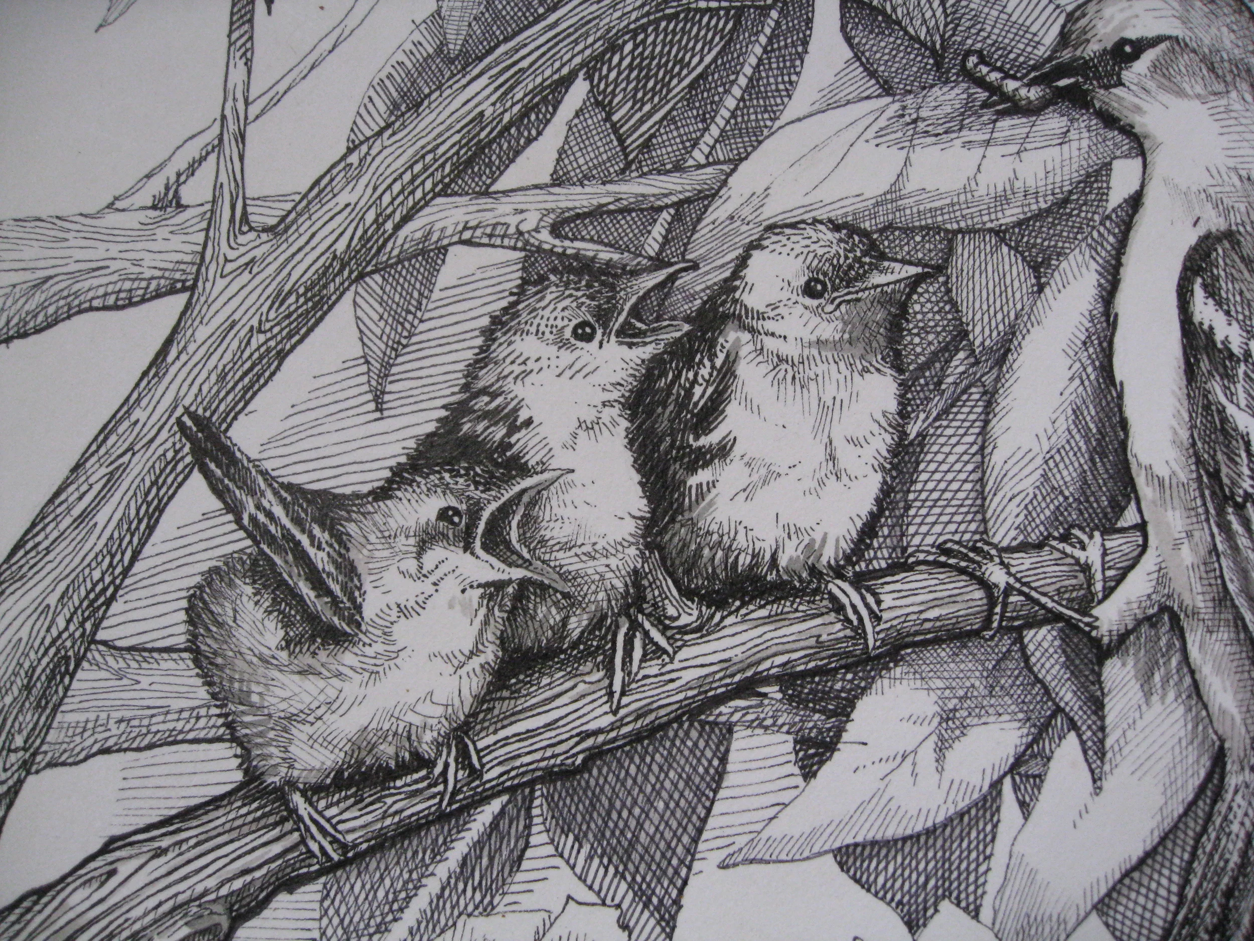 bird_detail.jpg