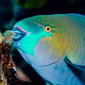 Parrotfish: Look at that smile. Who wouldn't want this dude on their business card? I want to call him right now!