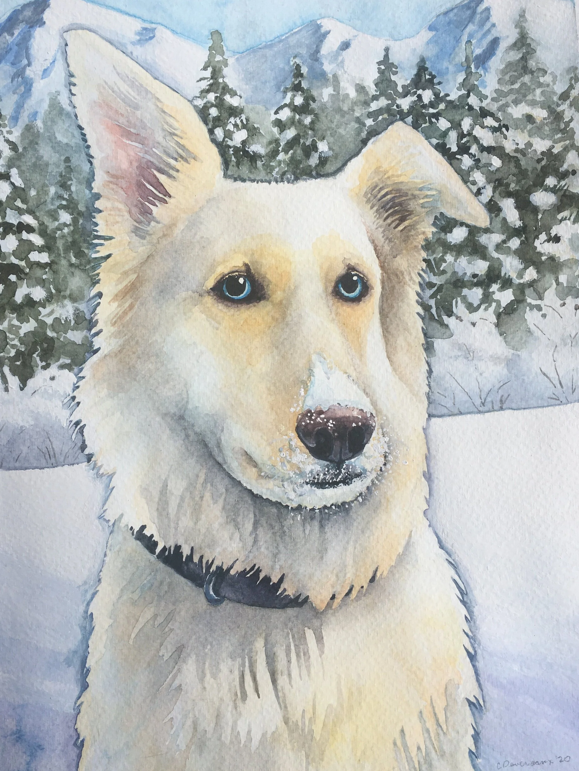 Peanut the White Shepherd Dog
