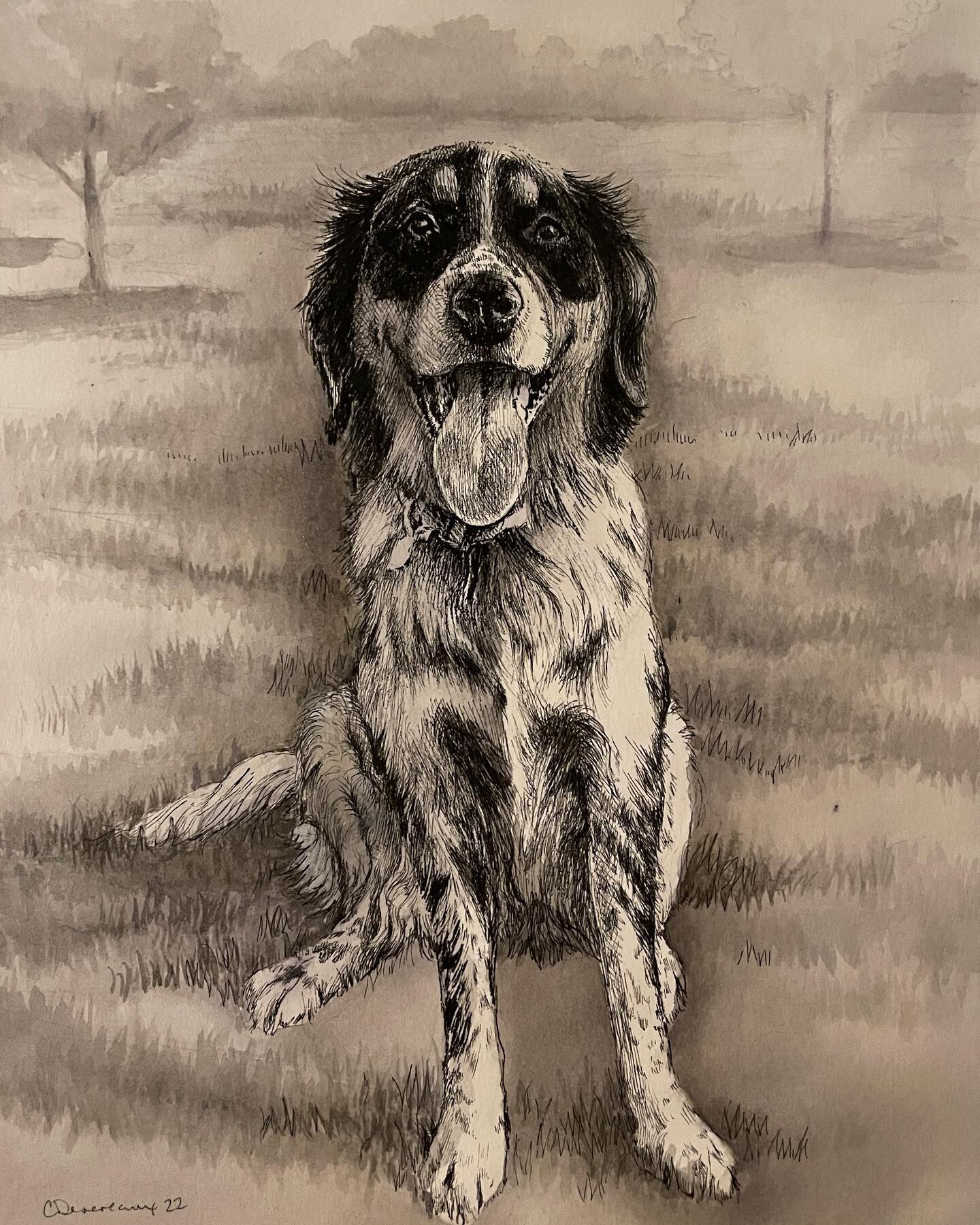 A doggo from earlier this year. 

#petportrait #dogart #dogartwork #inkdrawing #inkwash #micron #commission