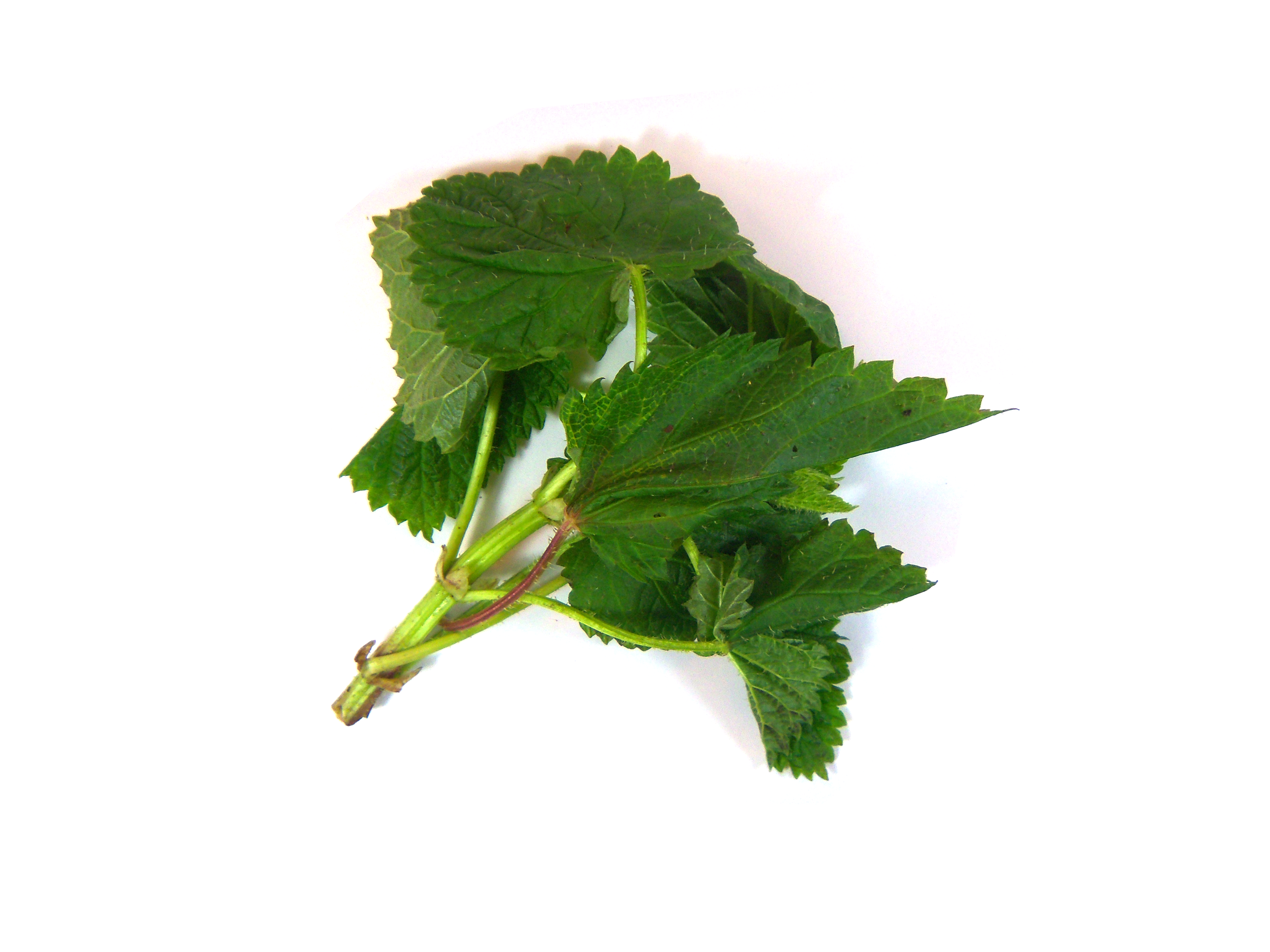 stingingnettles.png