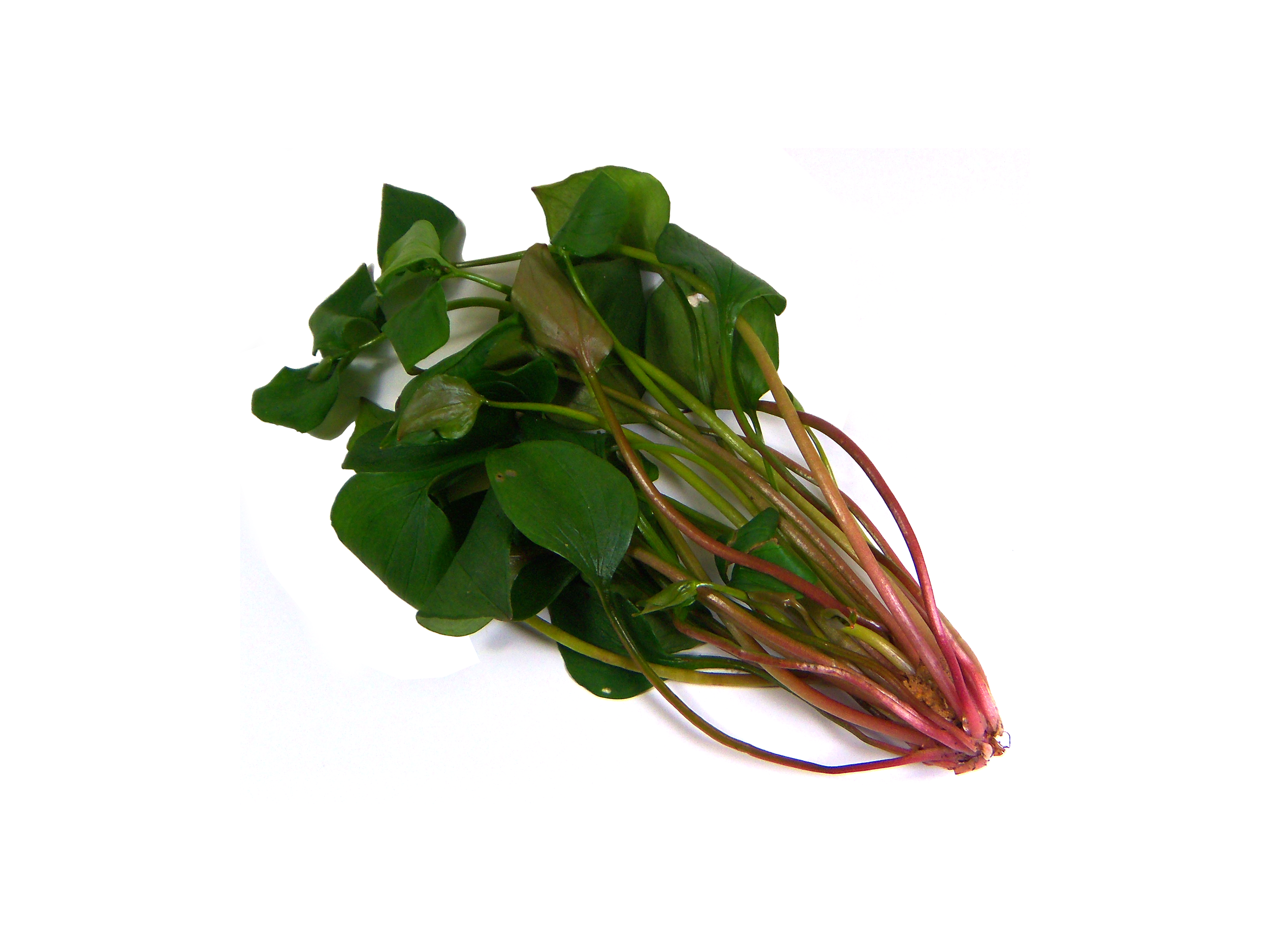 Miner's Lettuce