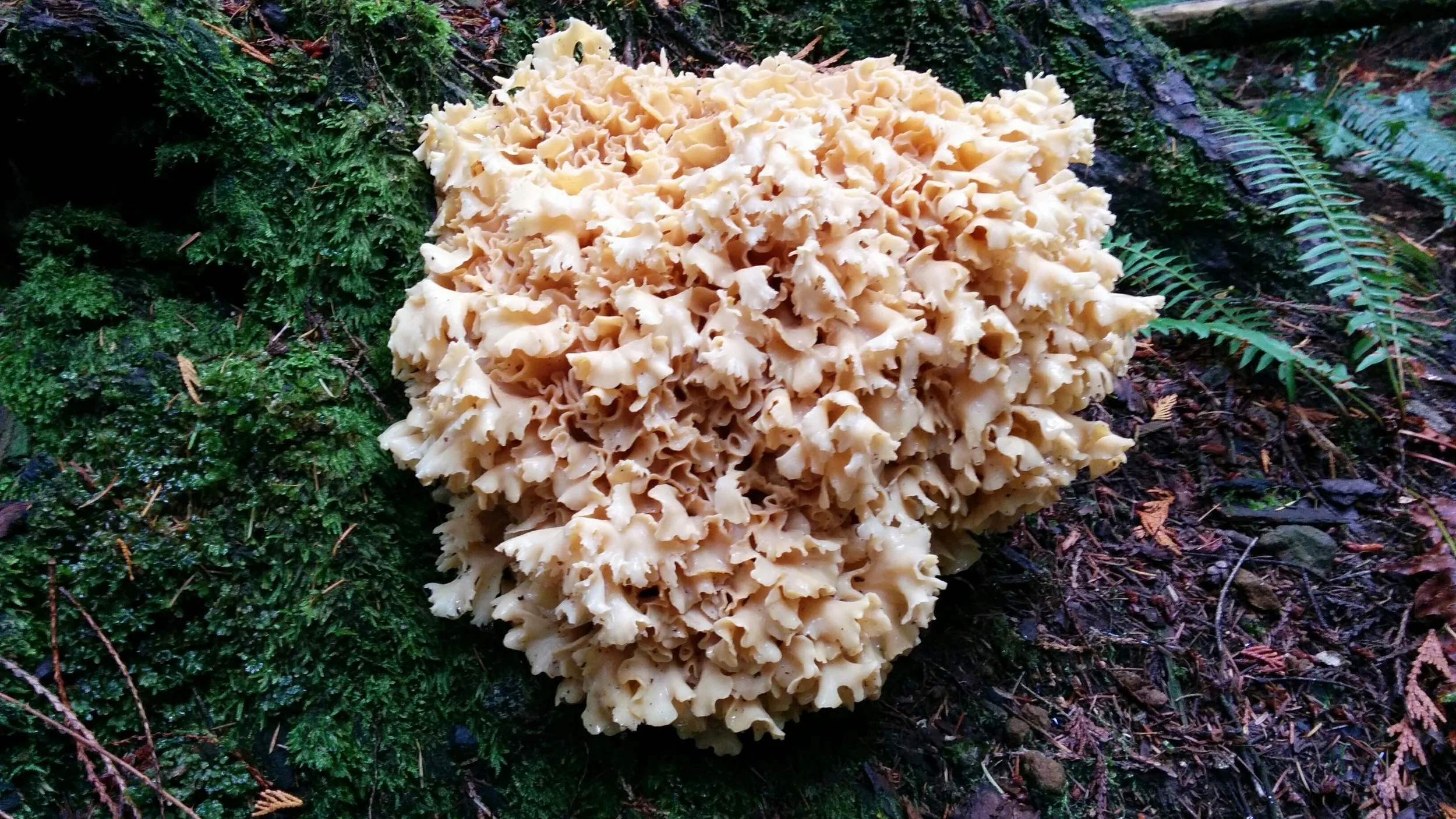 cauliflower.jpg